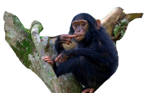 chimps2.png