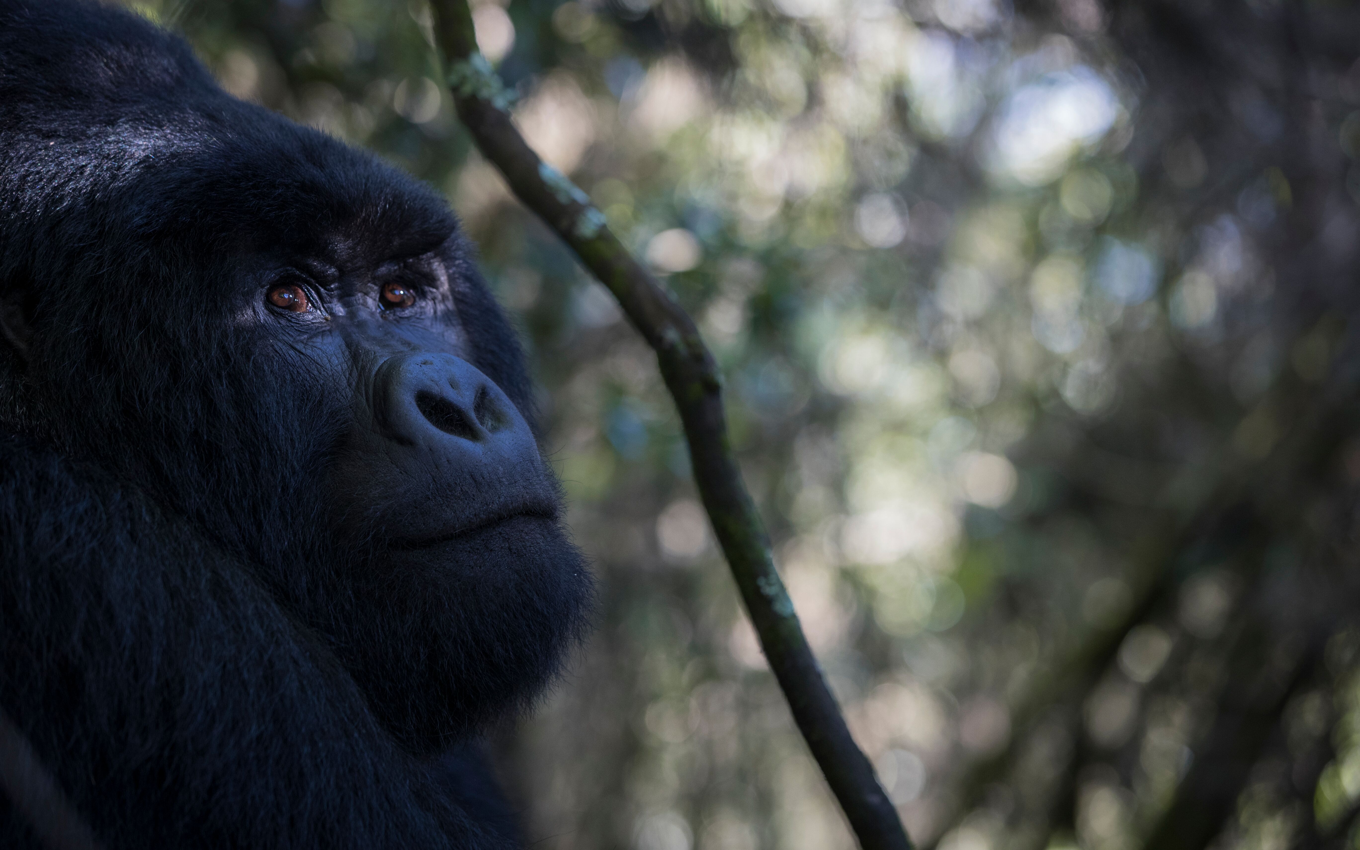 Rwanda gorilla tour &amp; Tanzania Safari 9 days