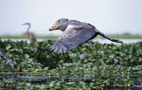 Birding in Akagera