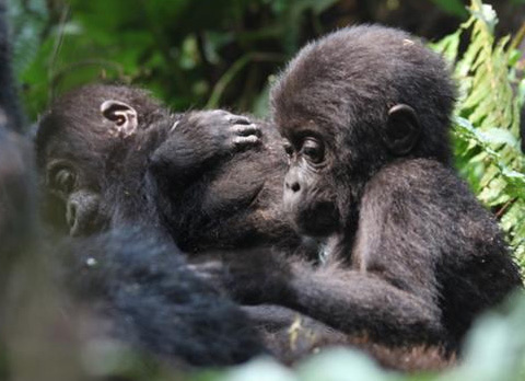 mountain gorillas