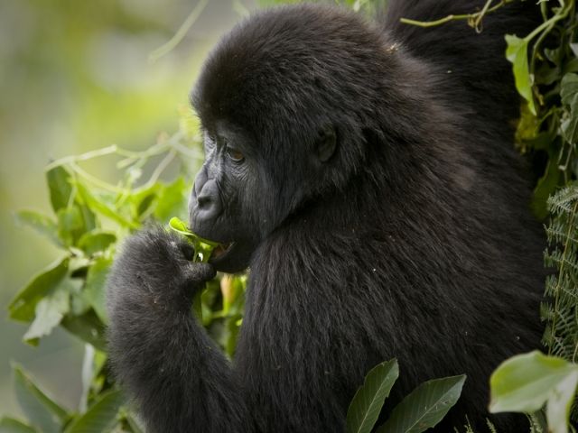 Rwanda gorillas