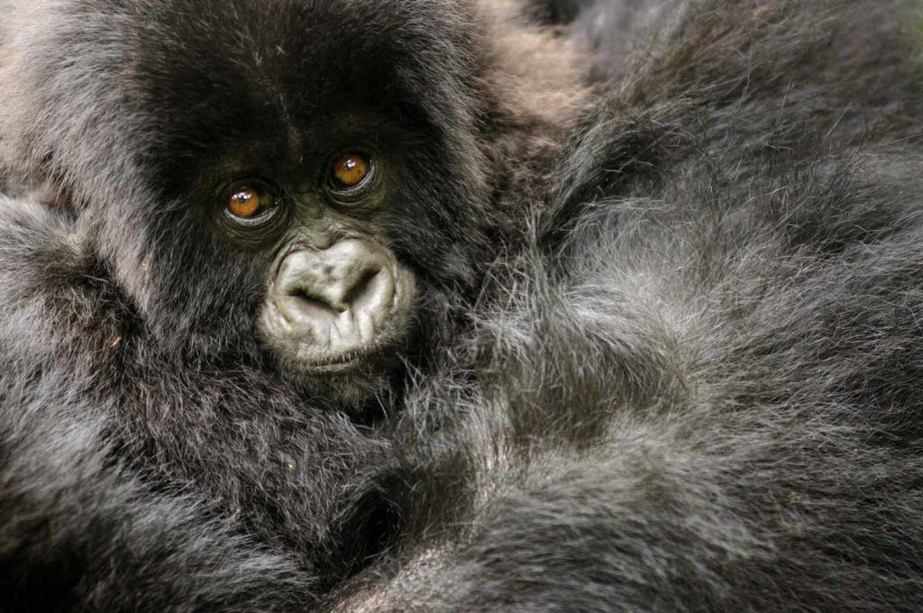 Rwanda Gorillas and Lakes Safari Holiday 5 days
